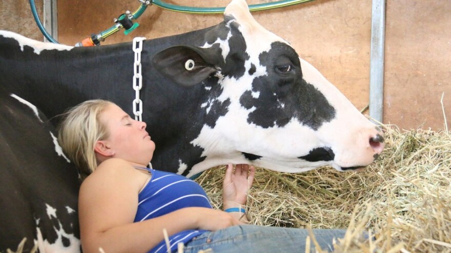 Dostupan je novi Izvještaj uzgojnih vrijednosti krava!