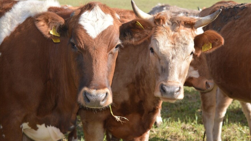 HAPIH je prva ovlaštena institucija za provedbu testiranja uzgojno valjanih životinja
