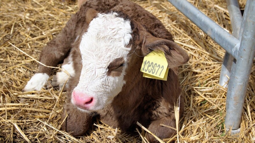 U noćnom pohodu jednom susjedu ubio tele, drugom ponija