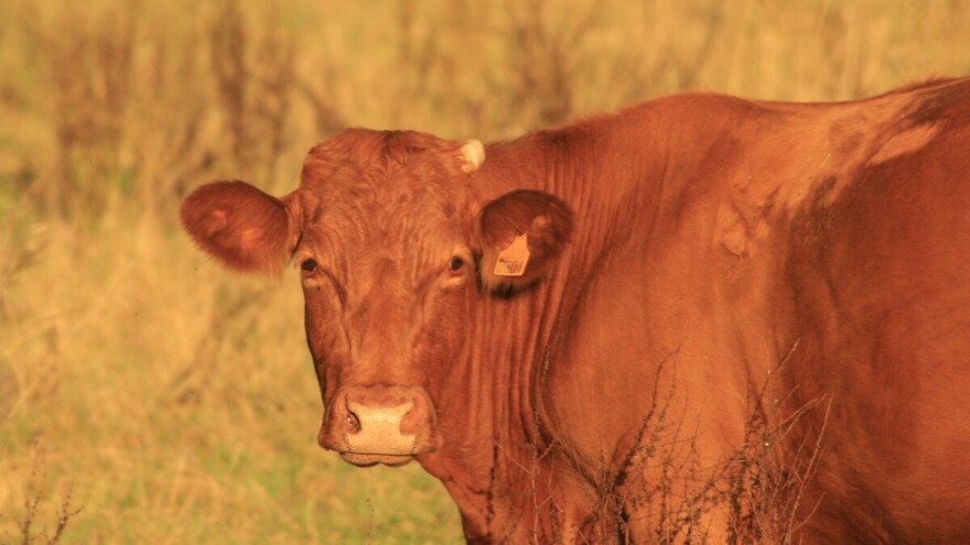 Višemilionski budžet: Otvoren Poziv za projekt "Ruralna renesansa"