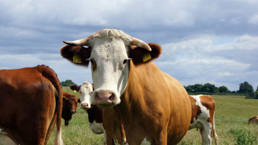 Što je iznimna potpora proizvođačima mlijeka?