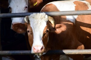 Veterinarska komora FBiH i dalje ne smije obavljati poslove propisane zakonom