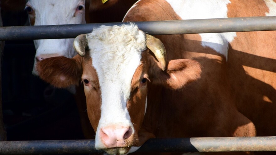 Veterinarska komora FBiH i dalje ne smije obavljati poslove propisane zakonom