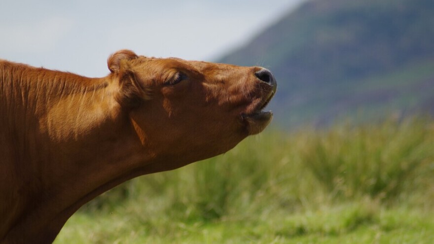 Bolest ludih krava dovešće do trgovinskog rata između SAD i Evrope?