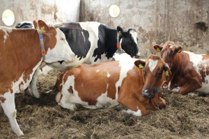 Isplaćeno 2.236.164 KM za premiju za mlijeko