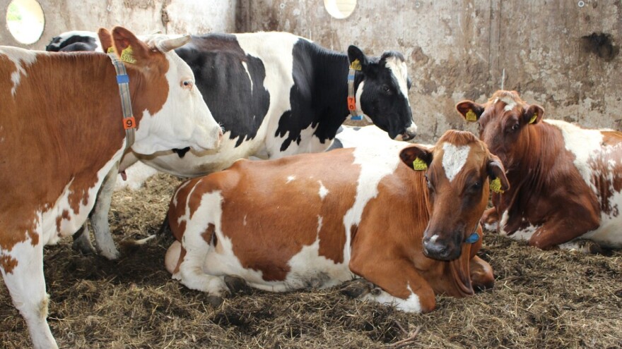 Isplaćeno 2.236.164 KM za premiju za mlijeko