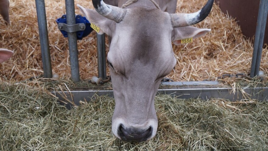 Lucerna: Kvalitetno krmivo za mliječne krave, konje i starije kategorije svinja