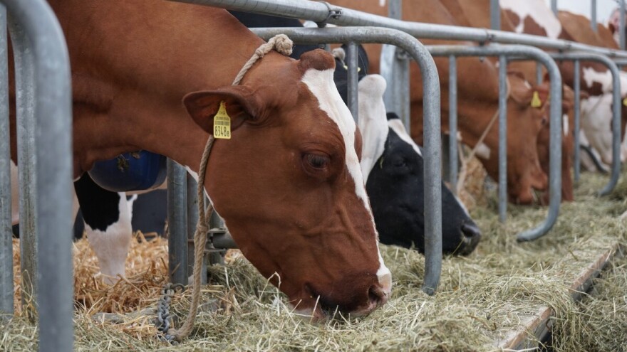 Isplaćeno 25 milijuna kuna za uzgoj rasplodnih junica