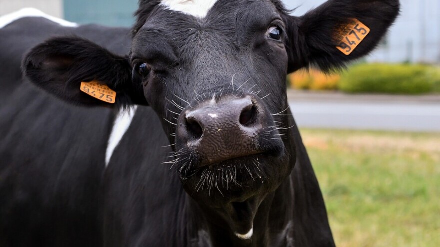 Za otkup tovne junadi daju podsticaj 0,50 KM po kilogramu