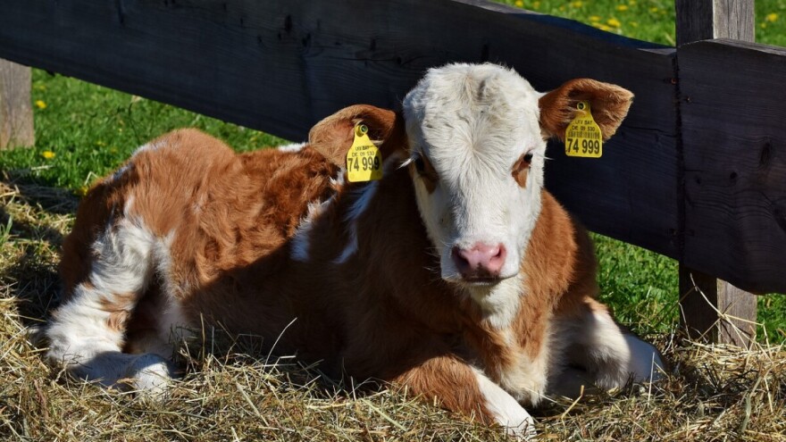 Iz staje ukradeno troje teladi