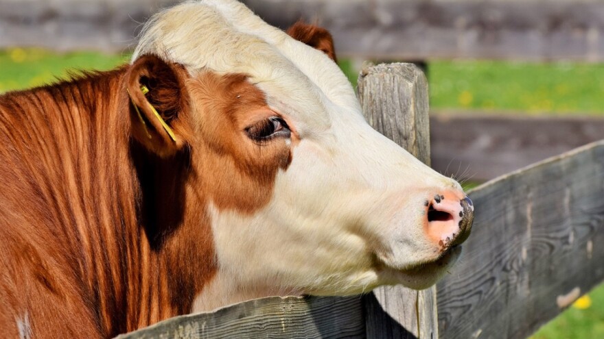 Potpore govedarstvu i Pravilnik o područjima s ograničenjima