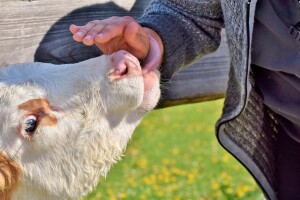 HPK bira najuspješnije projekte financirane mjerama iz Programa ruralnog razvoja
