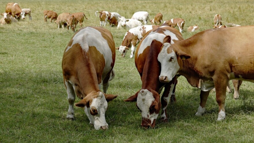 Dogovorena nabavka 200 junica za mljekare u okolici Bileće