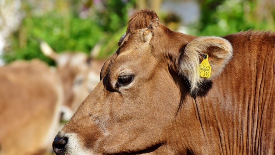 Uništena proizvodnja mlijeka teško se obnavlja, ali šansu treba dati drugim govedarskim pravcima uzgoja