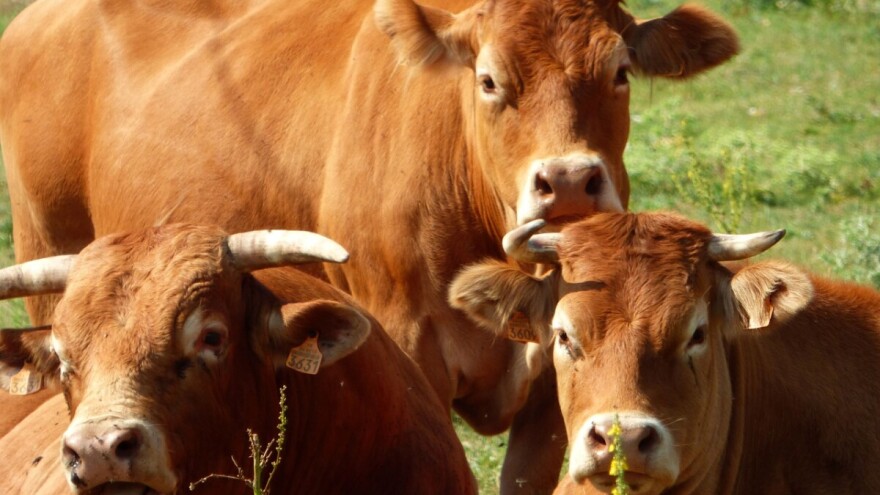 Odvezao tri bika i 10 svinja - platio nije, sad mu prijeti zatvorska kazna