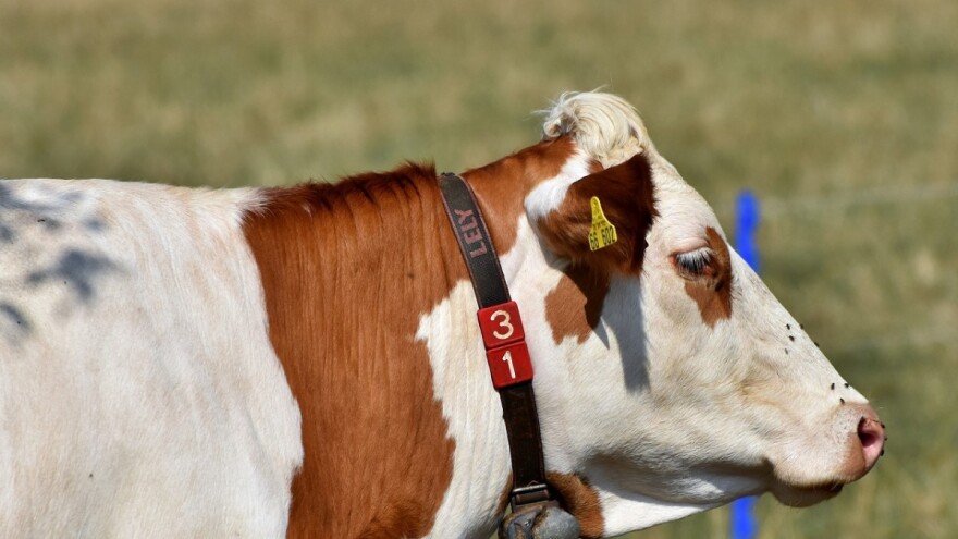 Mljekari, prijavite se za podsticaj općine Kakanj za IV. kvartal 2018. godine!