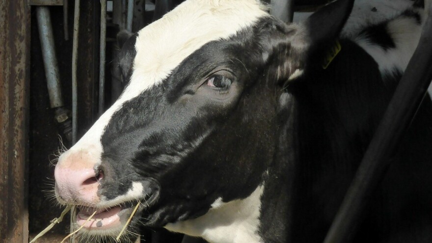 Isplaćeno 2,1 miliona KM premije za mlijeko