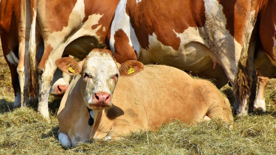 Kako da obavite pravilno veštačko osemenjavanje krava