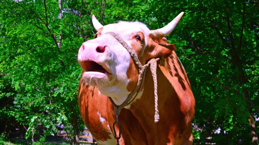 Švicarci osmislili hranu od koje krave manje podriguju i prde