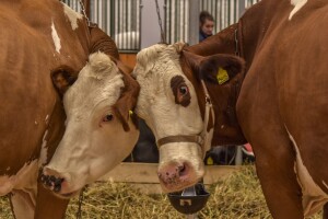 Veterinarskoj komori FBiH nije data saglasnost na statut
