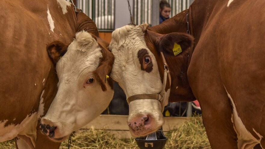 Veterinarskoj komori FBiH nije data saglasnost na statut