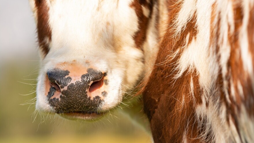 Vozio tele u stražnjem dijelu golfa