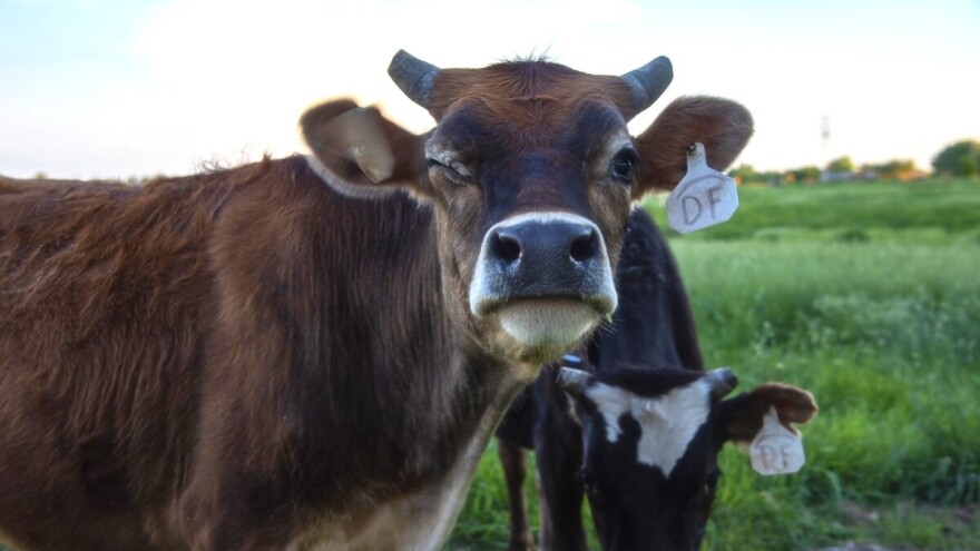 87 miliona KM za poticaje u poljoprivredi