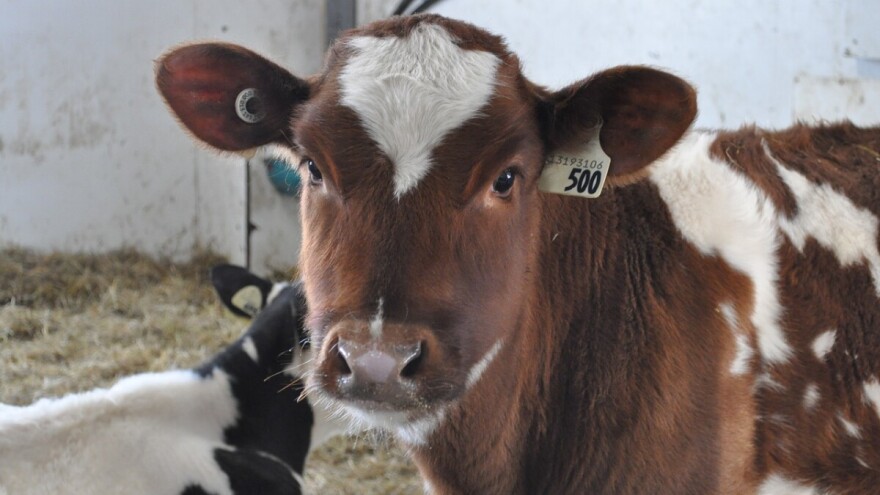 Produžava se rok podnošenja zahtjeva za mjeru za uzgoj junica