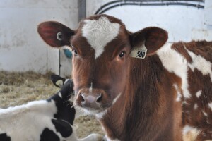 Pet kamiona junadi otišlo za Tursku od sredine decembra