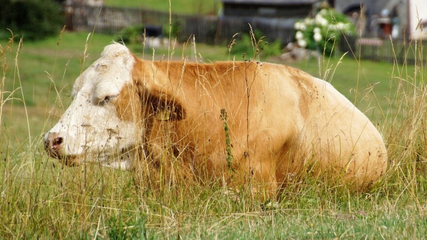 Pri kraju izgradnja stočnog groblja - dio rezervisan za ukop kućnih ljubimaca