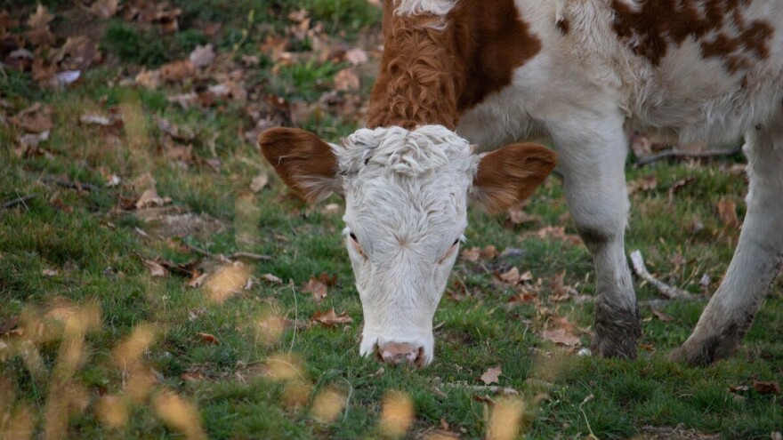 Budžet za poljoprivredu u 2020. će iznositi 75 miliona KM