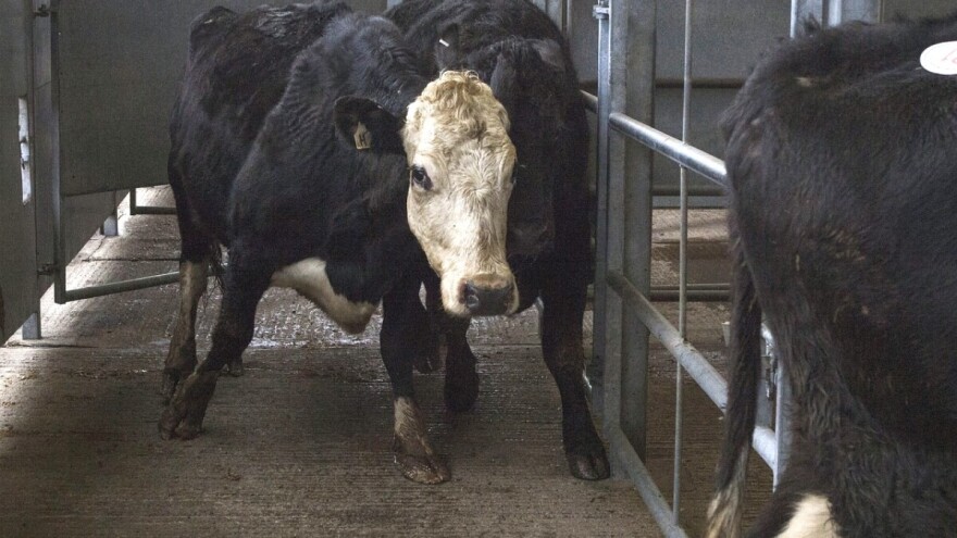 Prva junad isporučena za Liban - uskoro ćemo izvoziti i u Tursku?