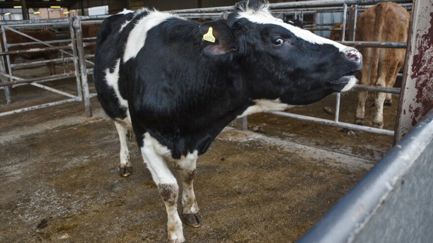 Farma Podhum organizira uvoz rasplodnih junica iz Francuske - javite im se!