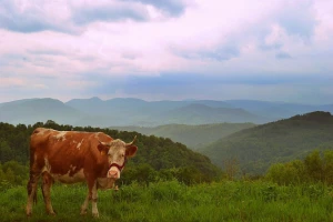 Obnova stočnog fonda u bujanovačkoj opštini