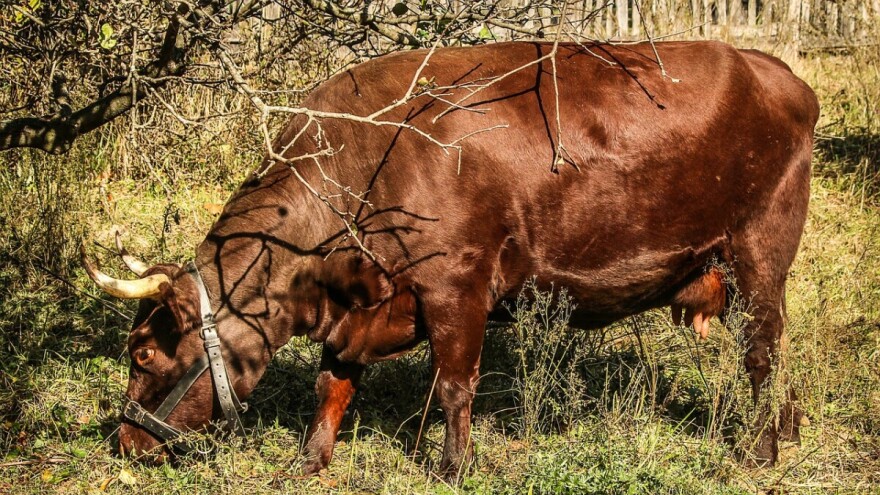 Pre deset godina imali 311, a krajem 2018. čak 6.660 organskih proizvođača