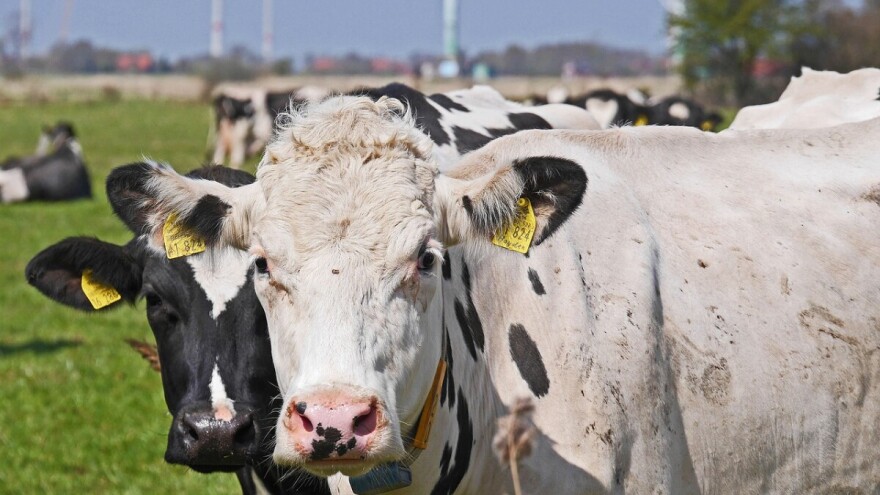 Prijavite se za 15. savjetovanje uzgajivača goveda