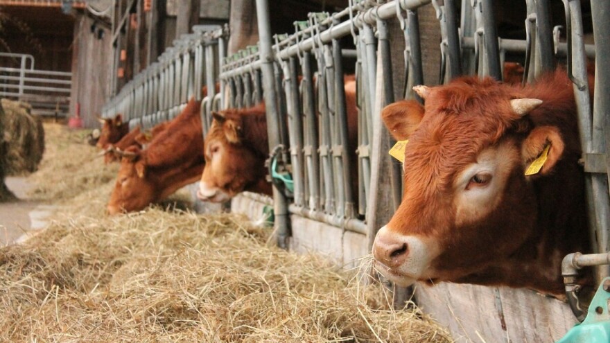 Gradi se farma goveda za 480 grla - pogledajte Nacrt studije uticaja na životnu sredinu