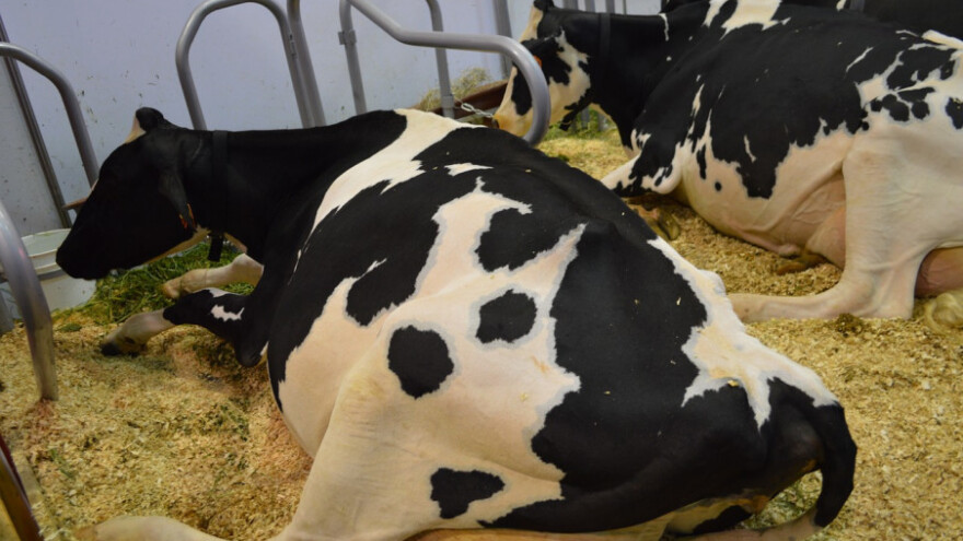 Proizvodnja mlijeka na OPG-ima lani pala za 10%!