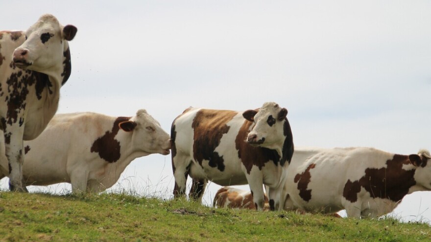 Lideri u proizvodnji mleka uništavaju male proizvođače?