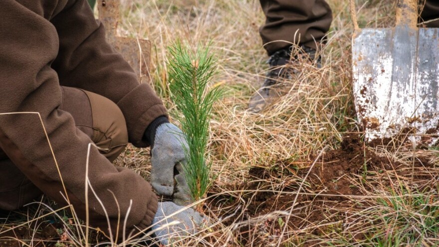 Čekajući sistemsko rješenje: Više od 17.000 sadnica za zdravu BiH