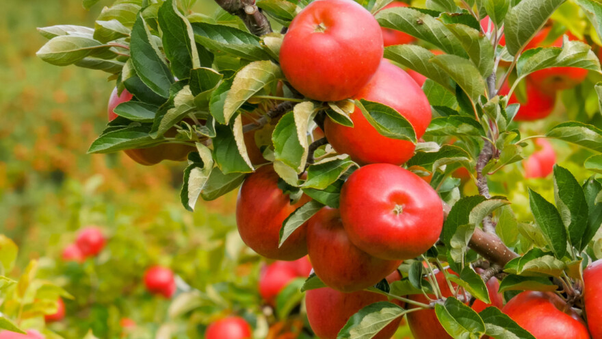 Šta su klupske sorte jabuke? Evo TOP 10 najpoznatijih