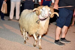 Orlec ugostio najbolja grla creske ovce