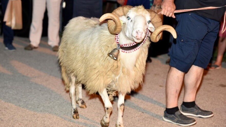 Orlec ugostio najbolja grla creske ovce