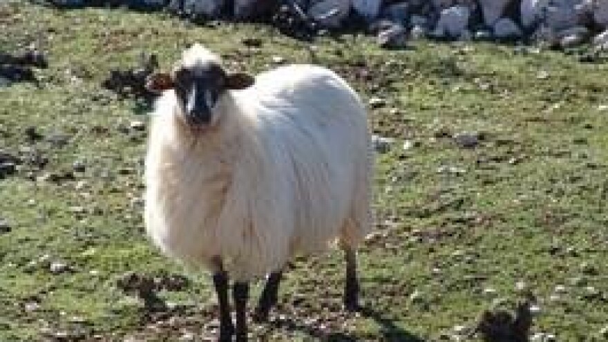 Izložba creske ovce u Orlecu!