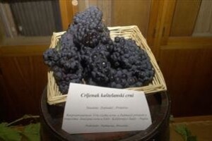 Kaštelima Centar za vinogradarstvo