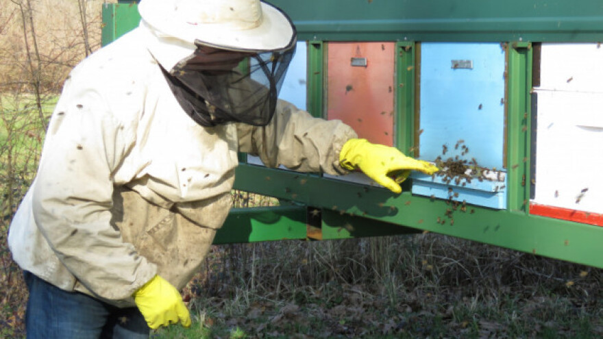 U pčelinjaku stanje kao da je kraj februara, što ako zahladi?