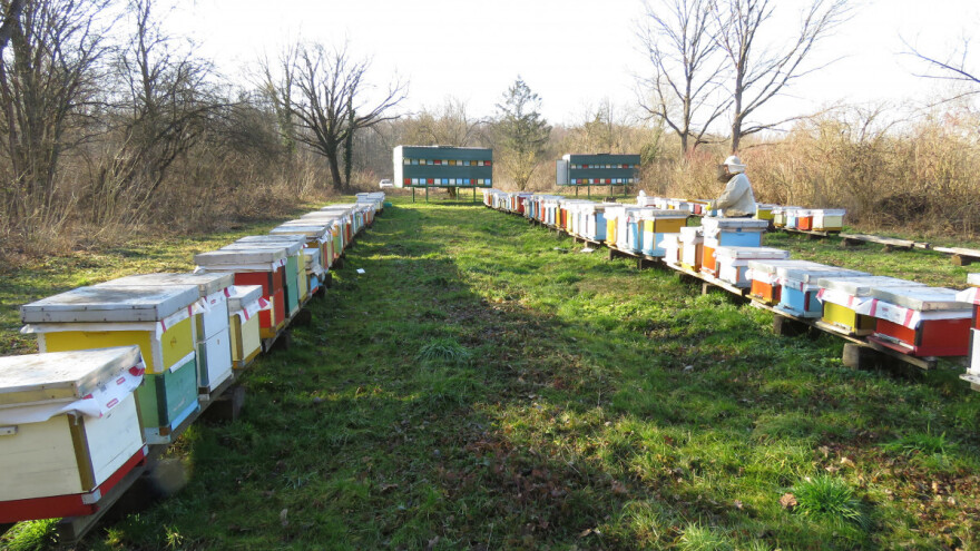 Topla zima i ćudljivi mart: Šta treba raditi u pčelinjaku?