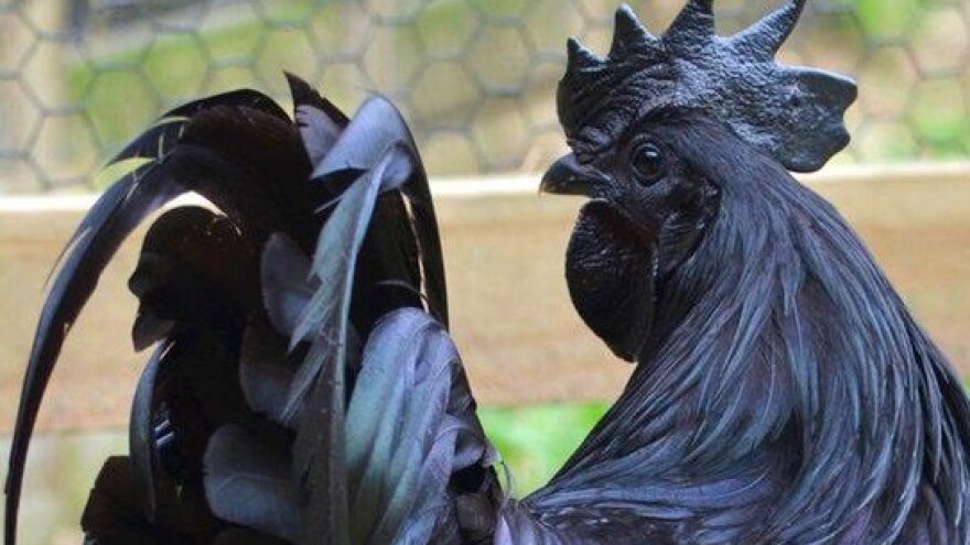 Od izumiranja se pokušava spasiti 340 pasmina