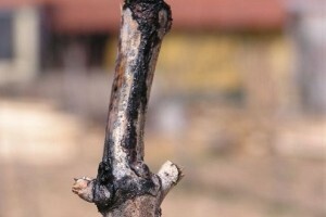 Obranite vinograde od crne pjegavosti vinove loze