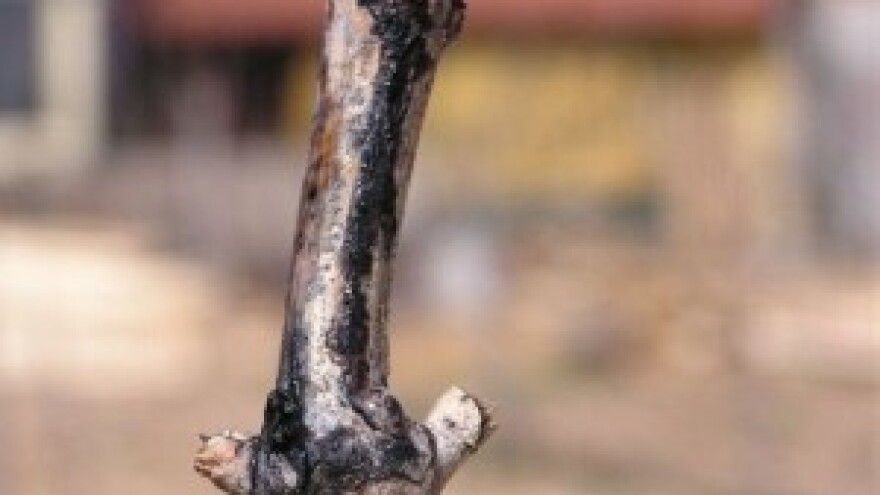 Obranite vinograde od crne pjegavosti vinove loze